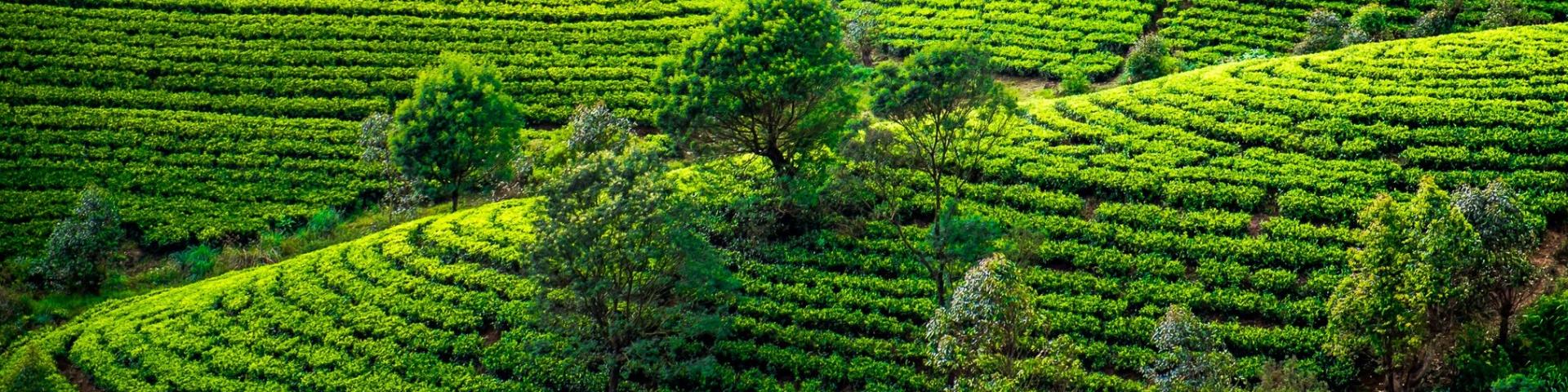 Region Nuwara Eliya - podróże z Memories Vacations